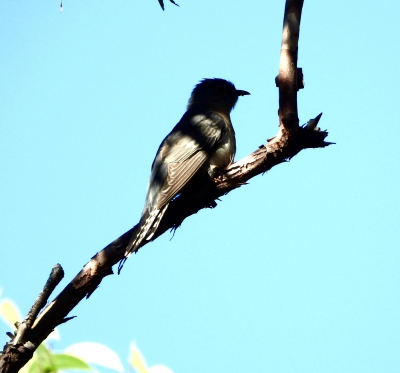 Waaierstaartkoekoek - Cacomantis flabelliformis - Fan-tailed cuckoo
