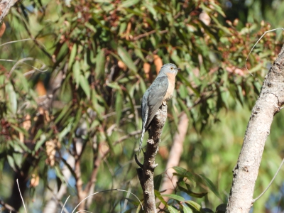 Waaierstaartkoekoek - Cacomantis flabelliformis - Fan-tailed cuckoo
