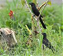 Smooth-billed_Ani_with_young.jpg