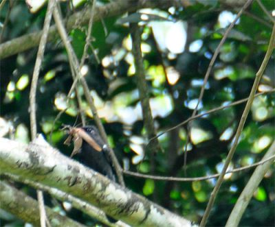 zwartvoorhoofdtrappist - Monasa nigrifrons
