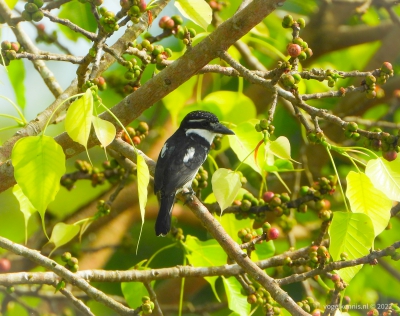 Bonte baardkoekoek - pied puffbird (Notharchus tectus)
