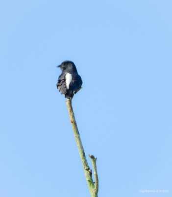Zwaluwbaardkoekoek - swallow-winged puffbird (Chelidoptera tenebrosa) 2
