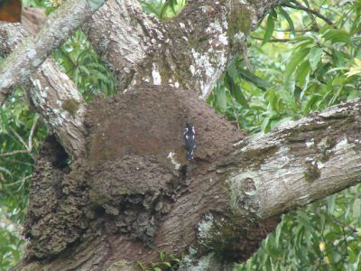bonte baardkoekoek - Notharchus tectus
Op een termietennest in Wanica (Suriname)
Keywords: bonte baardkoekoek;Notharchus tectus