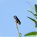 Zwaluwbaardkoekoek_-_swallow-winged_puffbird_28Chelidoptera_tenebrosa29.jpeg
