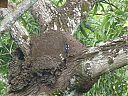 pied_puffbird_on_termite_nest.jpg