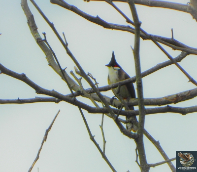 Roodoorbuulbuul - Pycnonotus jocosus - Red-whiskered bulbul
