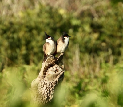 Roodoorbuulbuul - Pycnonotus jocosus - Red-whiskered bulbul
