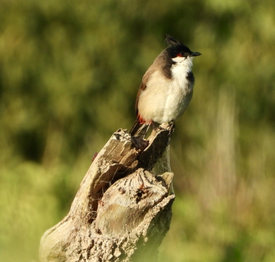 Roodoorbuulbuul - Pycnonotus jocosus - Red-whiskered bulbul
