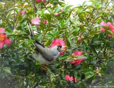 Tuinhoningeter - Manorina melanocephala - Noisy Miner
