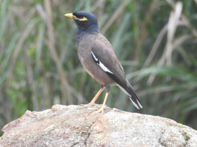 treurmaina - Acridotheres tristis
