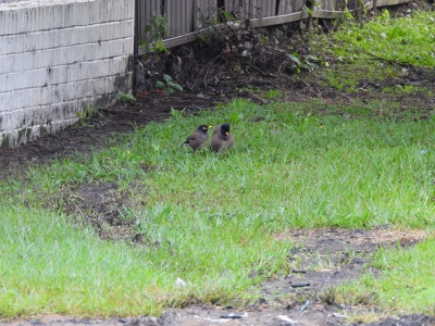 Treurmania - Acridotheres tristis - Common Myna
