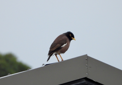 Treurmania - Acridotheres tristis - Common Myna
