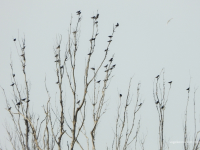 zwarte spreeuw - Spotless starlings - Sturnus unicolor
