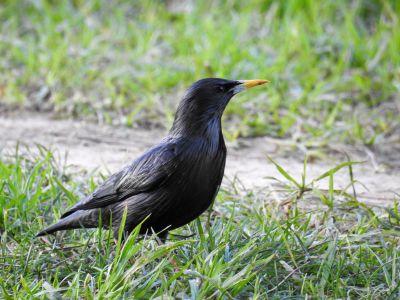 zwarte spreeuw - Sturnus unicolor
