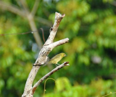 Sluiertangare juv - Black-faced tanager - Tangara melanopis 
juveniel
