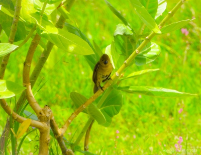 Bont dikbekje F - wing-barred seedeater (Sporophila americana)
Wanica, Suriname jul 22
