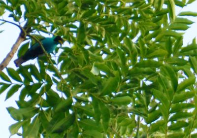 groene suikervogel - Chlorophanes spiza
