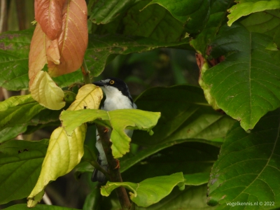 Kaptangare - hooded tanager (Nemosia pileata)
