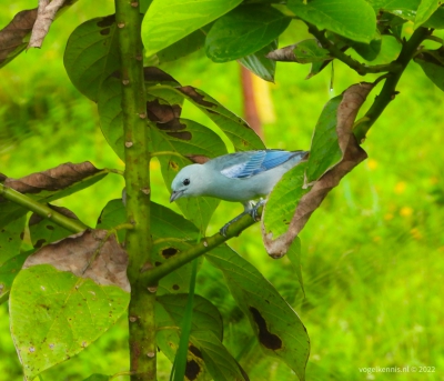bisschopstangare - blue-grey tanager (Thraupis episcopus)

