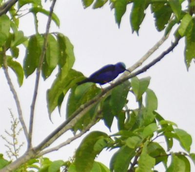 blauwe suikervogel - Cyanerpes cyaneus
Keywords: blauwe suikervogel;Cyanerpes cyaneus
