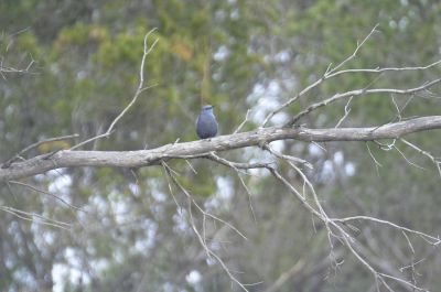 blauwe rotslijster - Monticola solitarius

