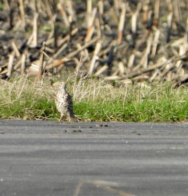 grote lijster - Turdus viscivorus - Mistle thrush
