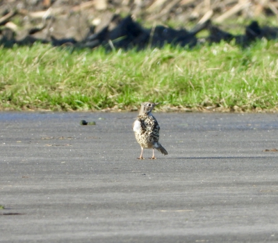 grote lijster - Turdus viscivorus - Mistle thrush
