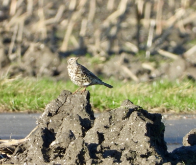 grote lijster - Turdus viscivorus - Mistle thrush
