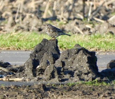 grote lijster - Turdus viscivorus - Mistle thrush
