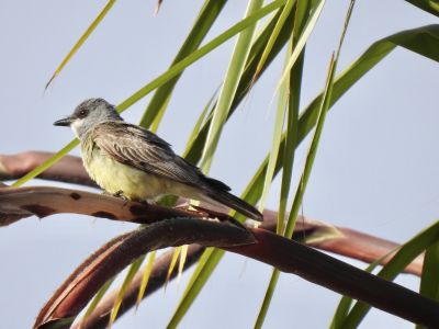 Cassins kingbird - Cassins koningstiran 1

