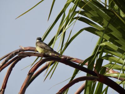 Cassins kingbird - Cassins koningstiran 2
