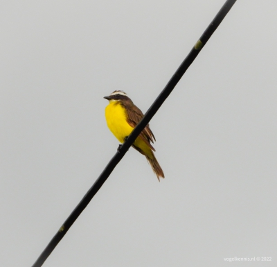 Roestvleugeltiran - rusty-margined flycatcher - Myiozetetes cayanensis
Wanica Suriname jul 22
