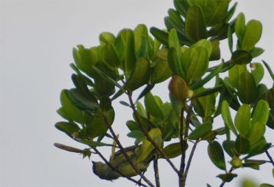 roodkruinelenia - Elaenia ruficeps
Keywords: roodkruinelenia;Elaenia ruficeps