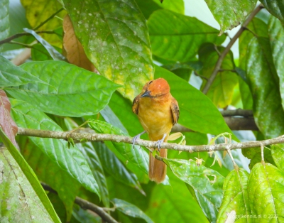 kaneelattila - cinnamon attila (Attila cinnamomeus)
Wanica, Suriname jul 22
