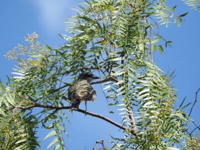 thick-billed kingbird - Diksnavelkoningstiran 1

