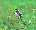 Fork-tailed_Flycatcher_perched.jpg