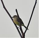 Mouse-colored_Tyrannulet_2.jpg