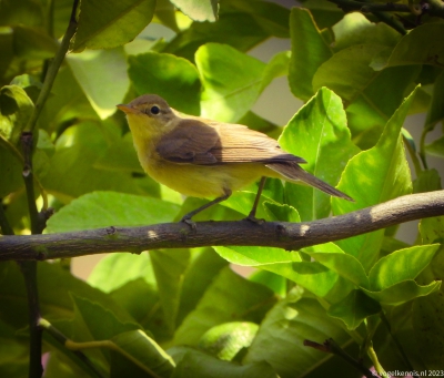 orpheusspotvogel - Hippolais polyglotta - Melodious warbler

