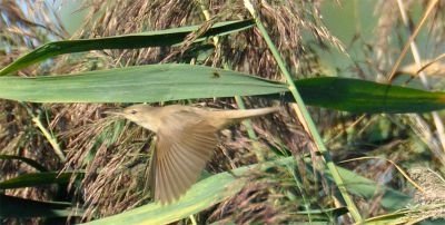 grote karekiet - Acrocephalus arundinaceus - Great reed warbler
Keywords: grote karekiet;Acrocephalus arundinaceus