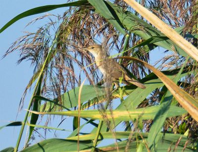 grote karekiet - Acrocephalus arundinaceus - Great reed warbler
