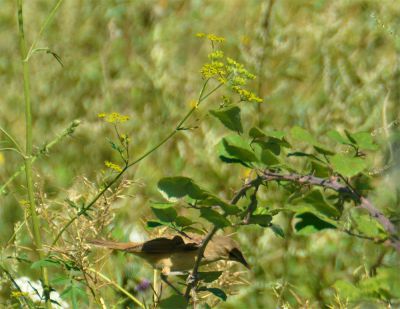 spotvogel - Hippolais icterina - Icterine warbler

