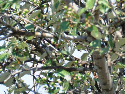 Westelijke orpheusgrasmus - western Orphean warbler - Sylvia hortensis
Keywords: western Orphean warbler;Sylvia hortensis