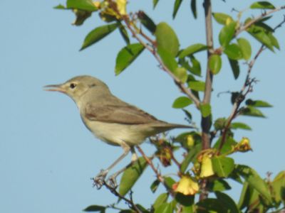 westelijke vale spotvogel - Iduna opaca - Western olivaceous warbler
Keywords: westelijke vale spotvogel - Iduna opaca
