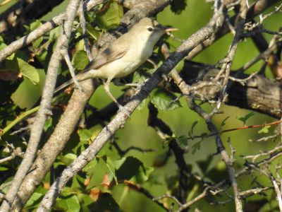 Oostelijke vale spotvogel - Iduna pallida - Eastern olivaceous warbler
