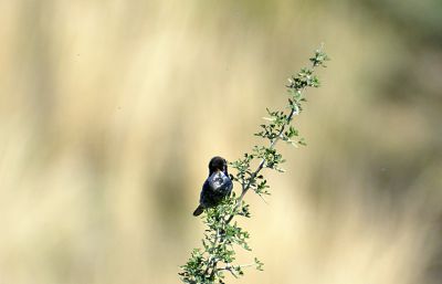 Cyprusgrasmus - Sylvia melanothorax - Cyprus warbler
Keywords: Cyprusgrasmus - Sylvia melanothorax - Cyprus warbler