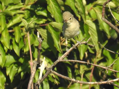 Tuinfluiter - Sylvia borin - Garden warbler
