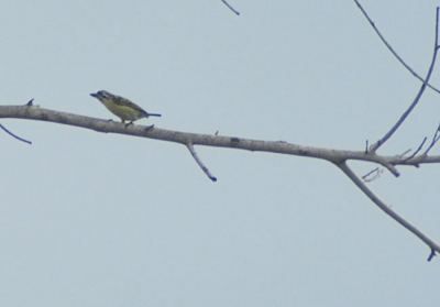 geelvoorhoofdketellapper - Yellow-fronted tinkerbird - Pogoniulus chrysoconus
