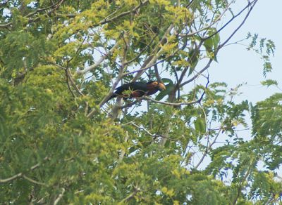 zwartbandbaardvogel - Lybius dubius
Keywords: zwartbandbaardvogel;Lybius dubius