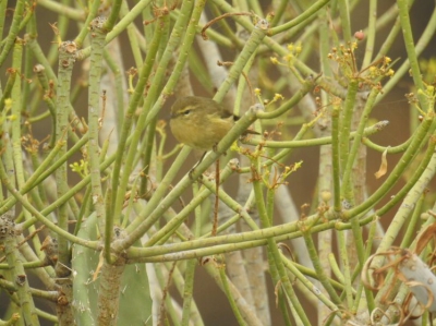 canarische fitis - canary willow warbler
