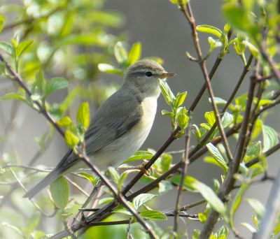 Fitis - phyllosopus trochilus - willow warbler
